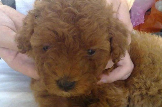 犬瘟的治疗方法，及时送医服用药物缓解病情