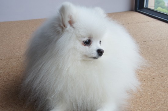 博美犬好养吗，比较好养但要注意这3大禁忌