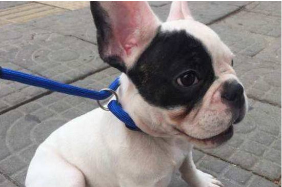 法斗吃什么爆头，多吃钙片多喝骨汤能加快爆头