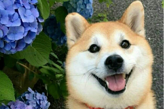 柴犬好养吗，柴犬掉毛严重且非常调皮不太好养