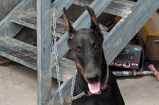 为什么养杜宾犬的人少，饲养难价格贵一般人可养不起