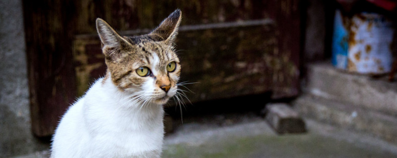 猫不绝育会怎样