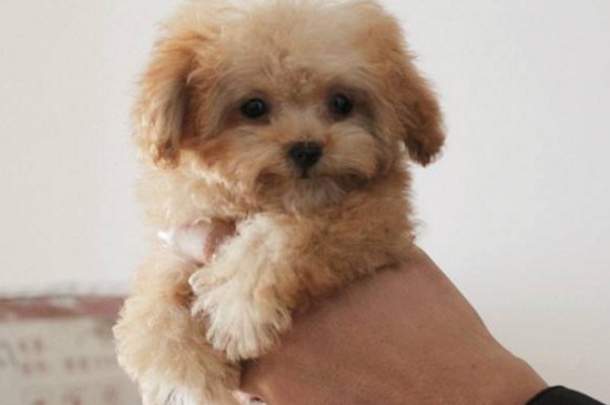 茶杯犬有哪些品种，盘点常见的5个茶杯犬种类
