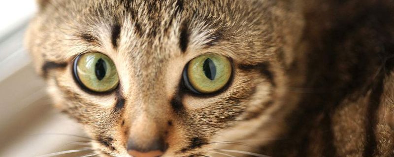 纯种狸花猫标准