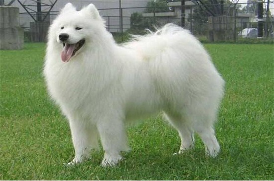 萨摩耶犬好养吗，好养但要注意定期清理毛发