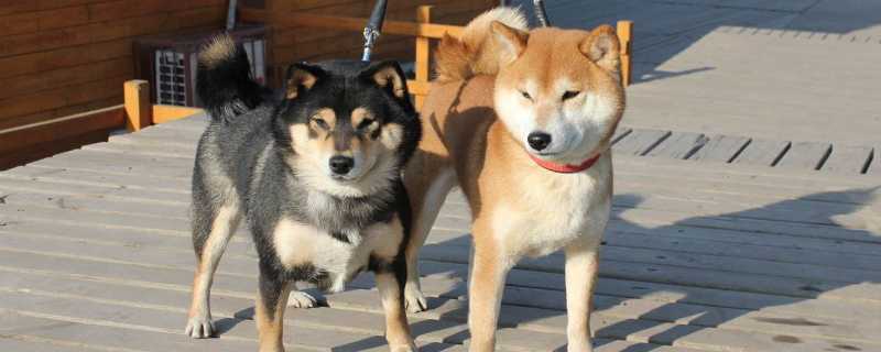 柴犬会笑吗
