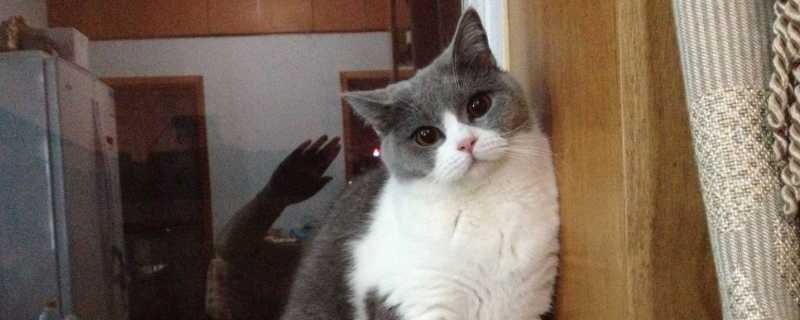 蓝白猫为什么比蓝猫贵