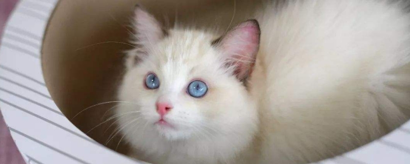 新猫要在笼子里关多久