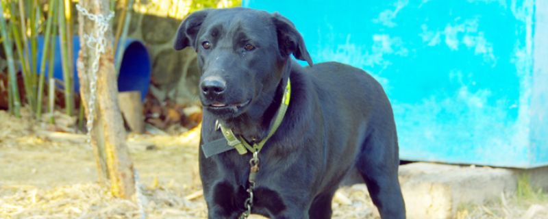 母狗多大可以怀孕