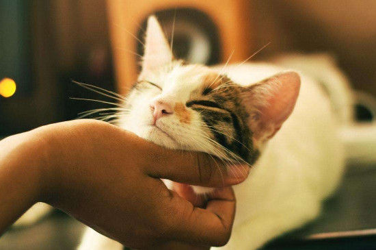 猫咪对主人会有感情吗，猫咪知道主人对它好吗