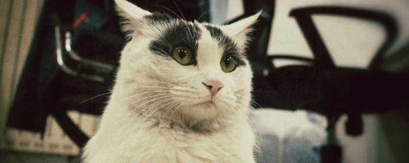 猫咪猫藓有黑色的结痂