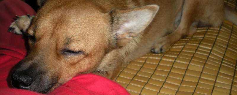 幼犬睡觉怎么看冷不冷