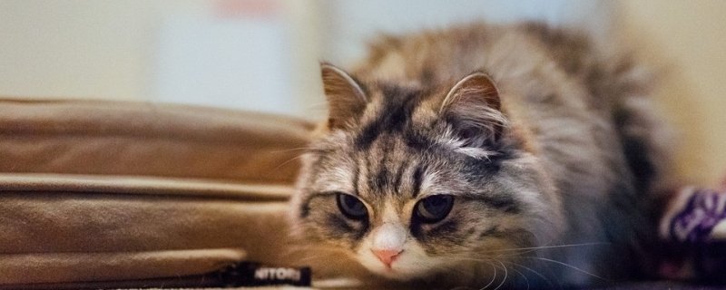 公猫发情时可以绝育吗