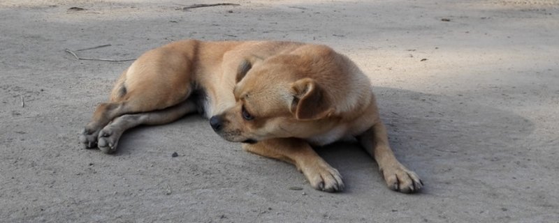 狗狗角膜炎几天能好