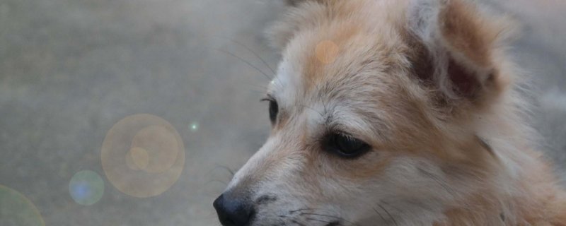 狗狗吃驱虫药多久排完
