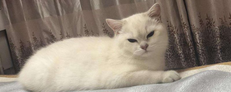 猫不绝育可以吗