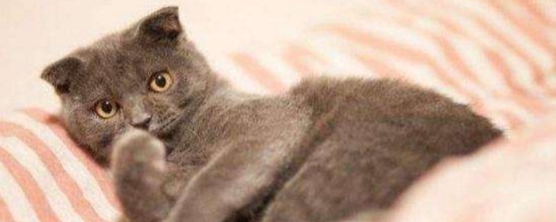 猫咪受到惊吓什么症状