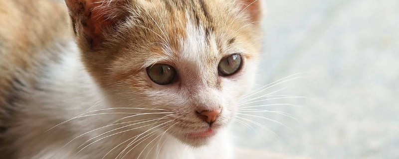 小猫40天能离开妈妈吗