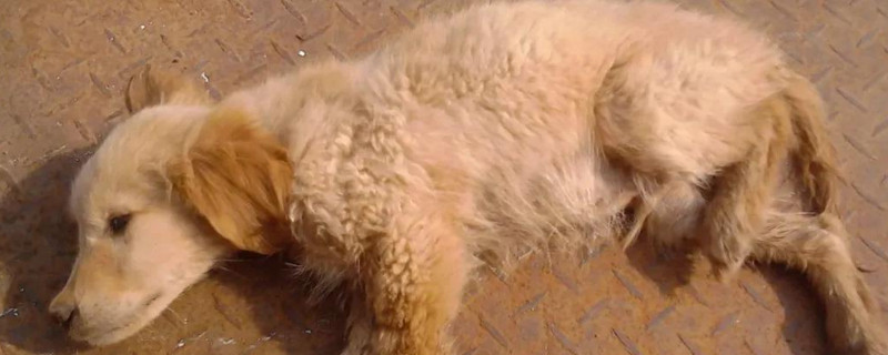 犬瘟细小是什么