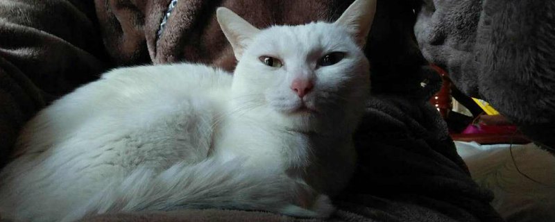 猫怎么会突然的猫瘟