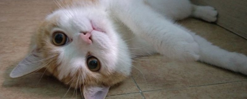 猫相当于人类几岁智商