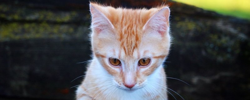 小猫吃多了呕吐