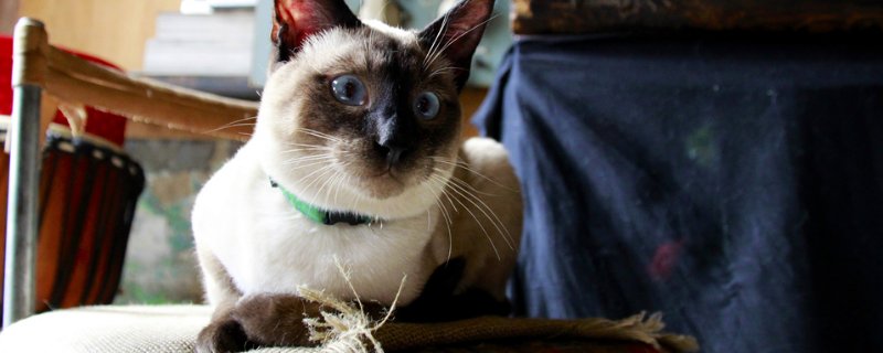猫像噎住一样抽气