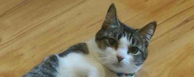 猫怀孕多久能摸到胎动