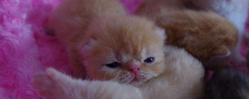 没睁眼的小猫怎么养