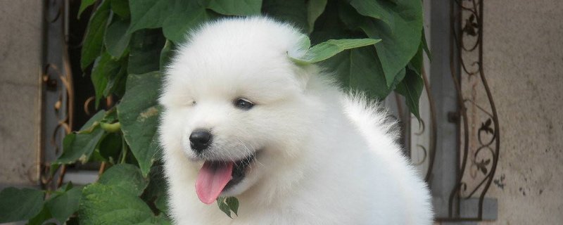 幼犬干呕吐不出东西