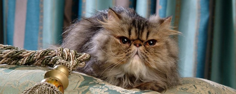 多大猫咪开始挤肛门腺