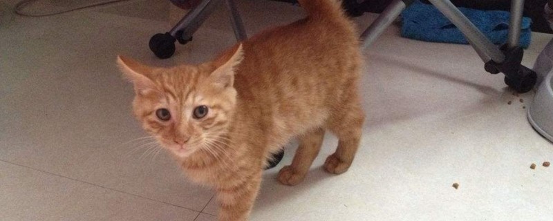 猫咪生完小猫注意什么