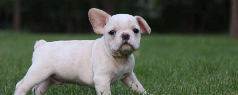 法斗寿命有多长