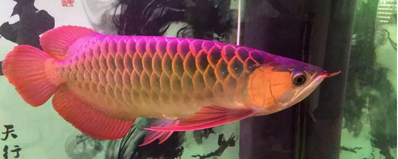 红龙鱼多久换一次水