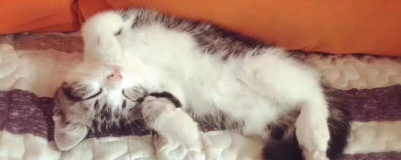 猫生完小猫要注意什么