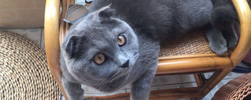 美国蓝猫和英短的区别