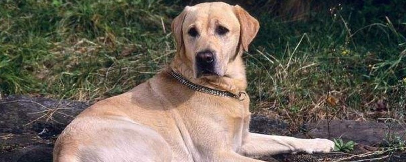 狗狗鼻子湿但是有点热