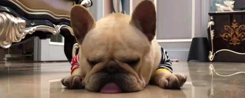 法斗几个月退完胎毛