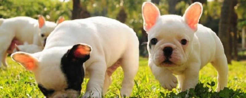 法斗呼吸像喘不过气