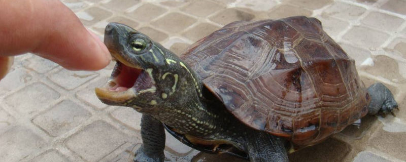 乌龟为什么要养一对