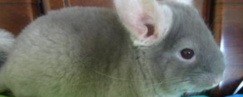 如何看出龙猫喜欢主人