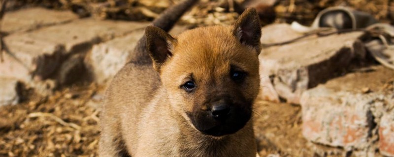 土狗可以放在室内养吗