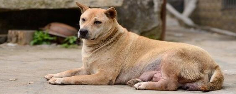 土狗的缺点有哪些