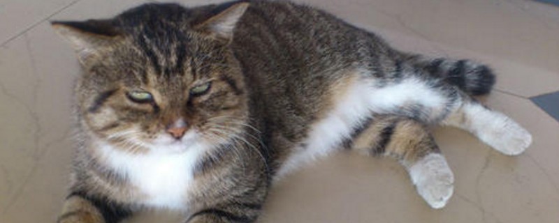野猫怎么养熟
