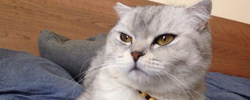 猫咪打喷嚏流鼻涕吃什么药