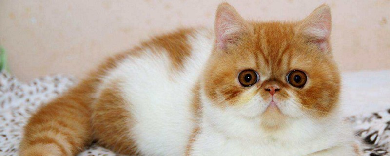 短鼻猫有哪些品种