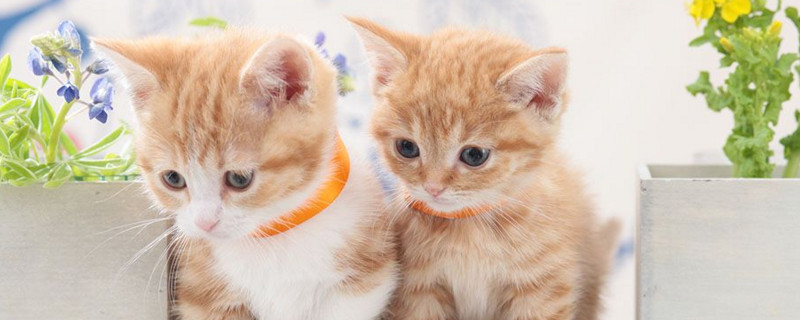 猫吐了透明粘液无异味