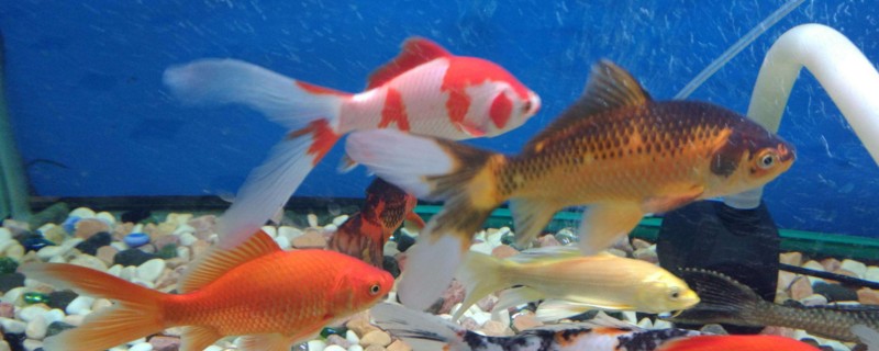 如何防止锦鲤吃水草