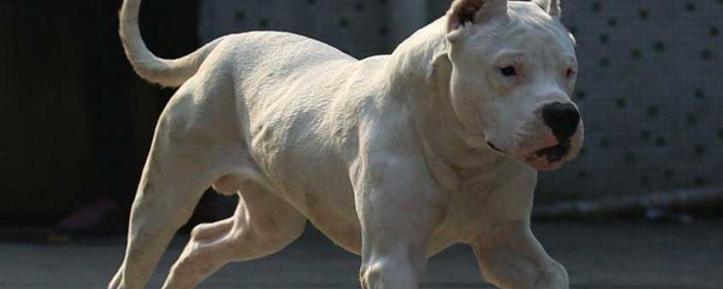 杜高什么时候认主人