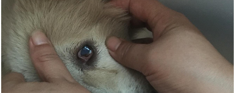 狗狗眼睛周围长红疙瘩